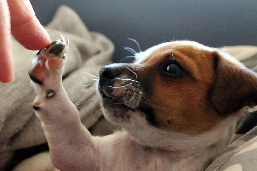 Guida alimentare per cani incinte