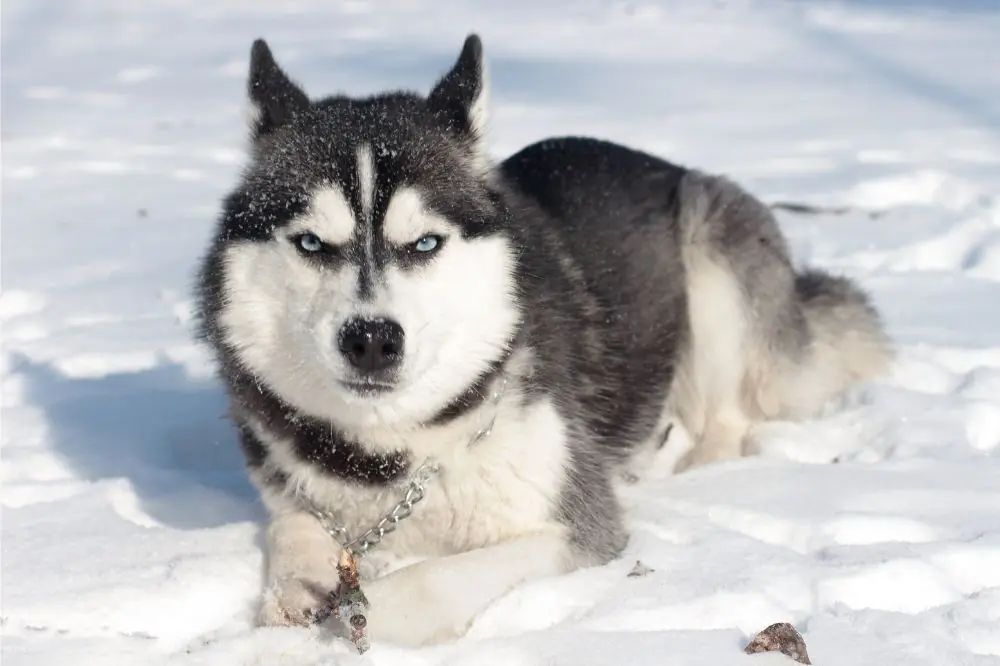 La migliore alimentazione per l'Husky