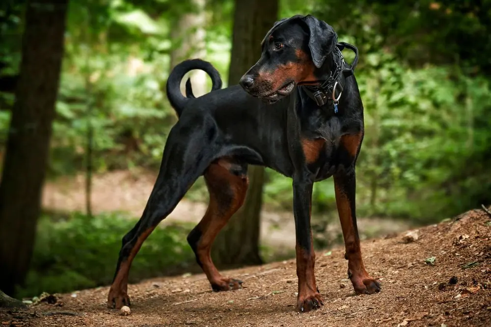 Domande frequenti sul Doberman