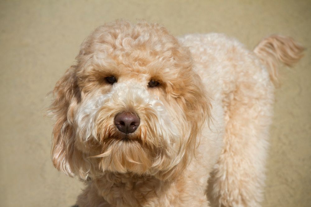 Domande frequenti sul Goldendoodle