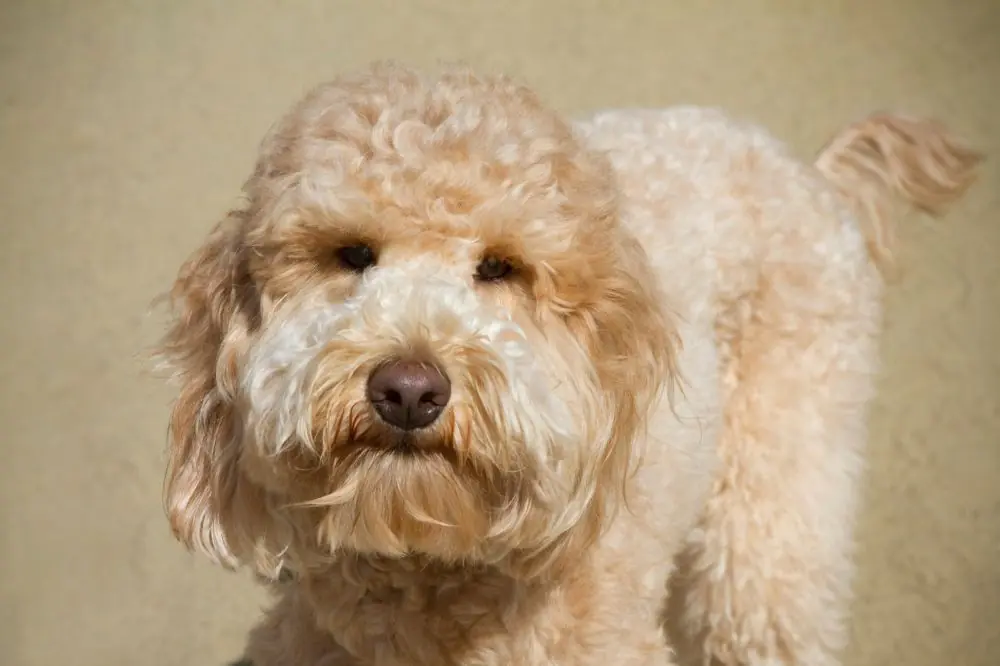 Domande frequenti sul Goldendoodle