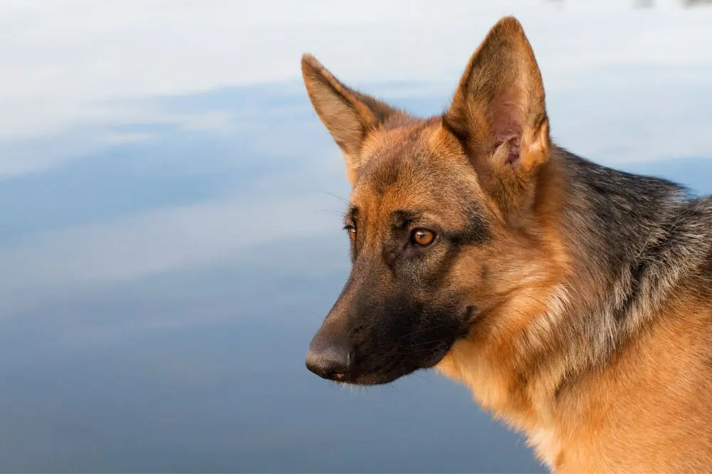 El Pastor Aleman figura entre las razas caninas mas demandadas globalmente