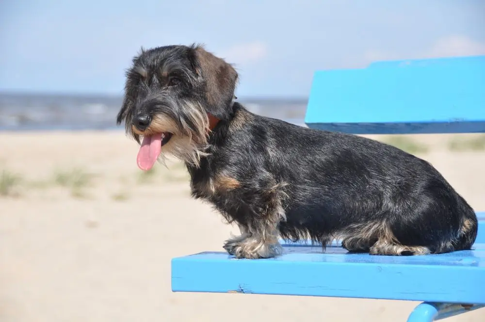 Dachshund,Dog,On,The,Sea,Sitting,On,The,Benchdachshund,Dog