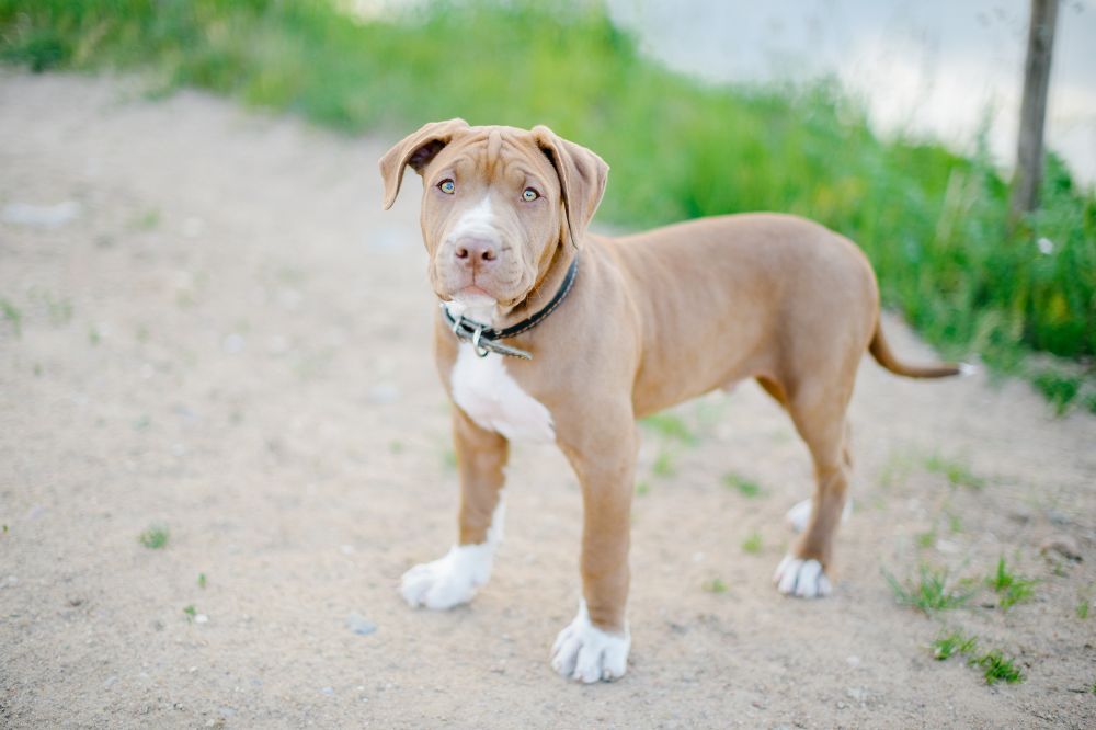 Enfermedades comunes del cachorro de Pit Bull Terrier americano Medidas Preventivas