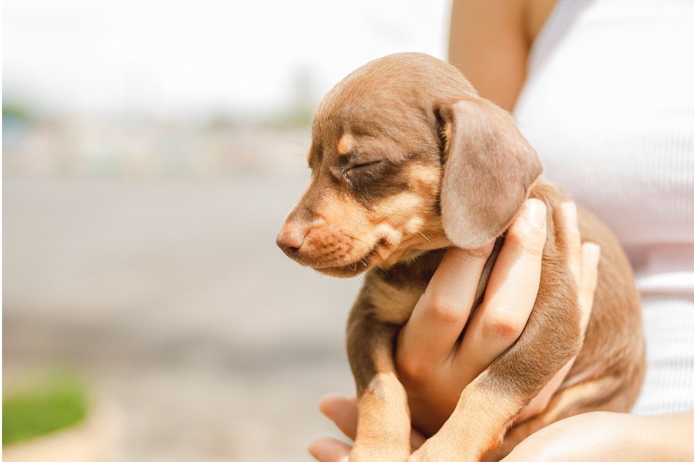 Enfermedades comunes en la raza y cómo prevenirlas