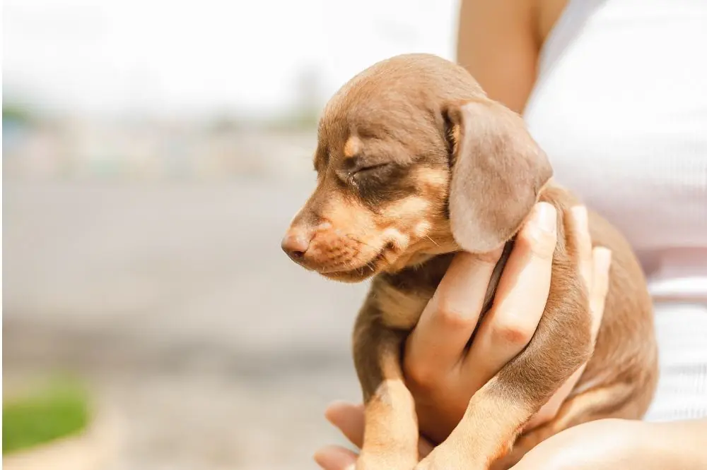 Enfermedades comunes en la raza y cómo prevenirlas