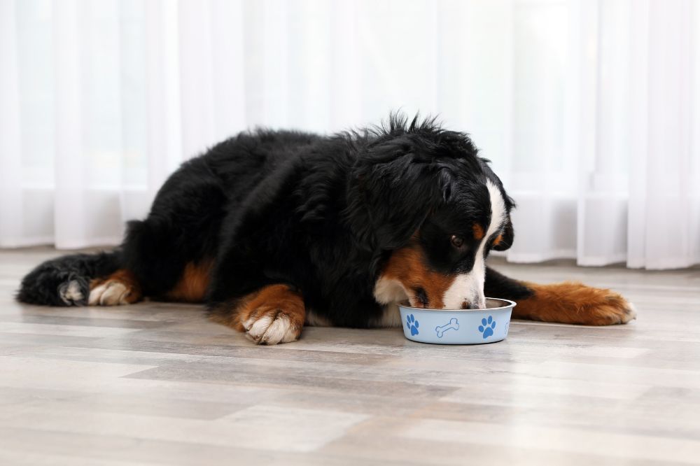 Esigenze dietetiche del bovaro bernese