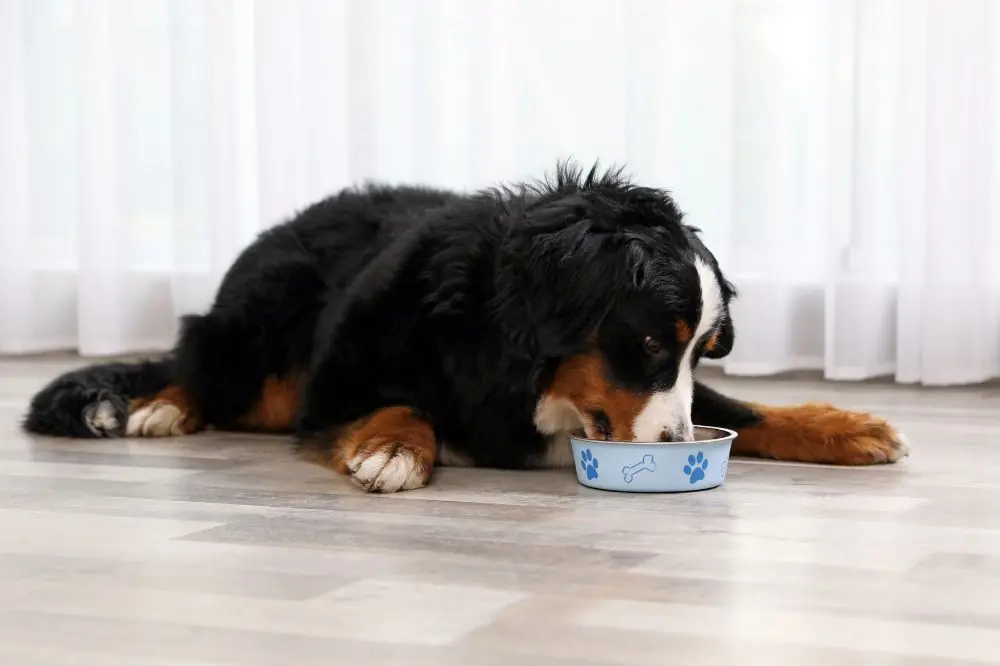 Esigenze dietetiche del bovaro bernese