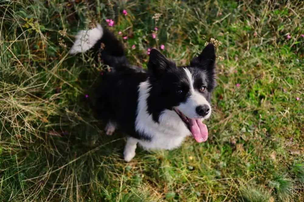 Exhiben habilidades de pastoreo sobresalientes
