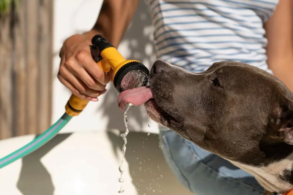 Fornire acqua fresca e pulita