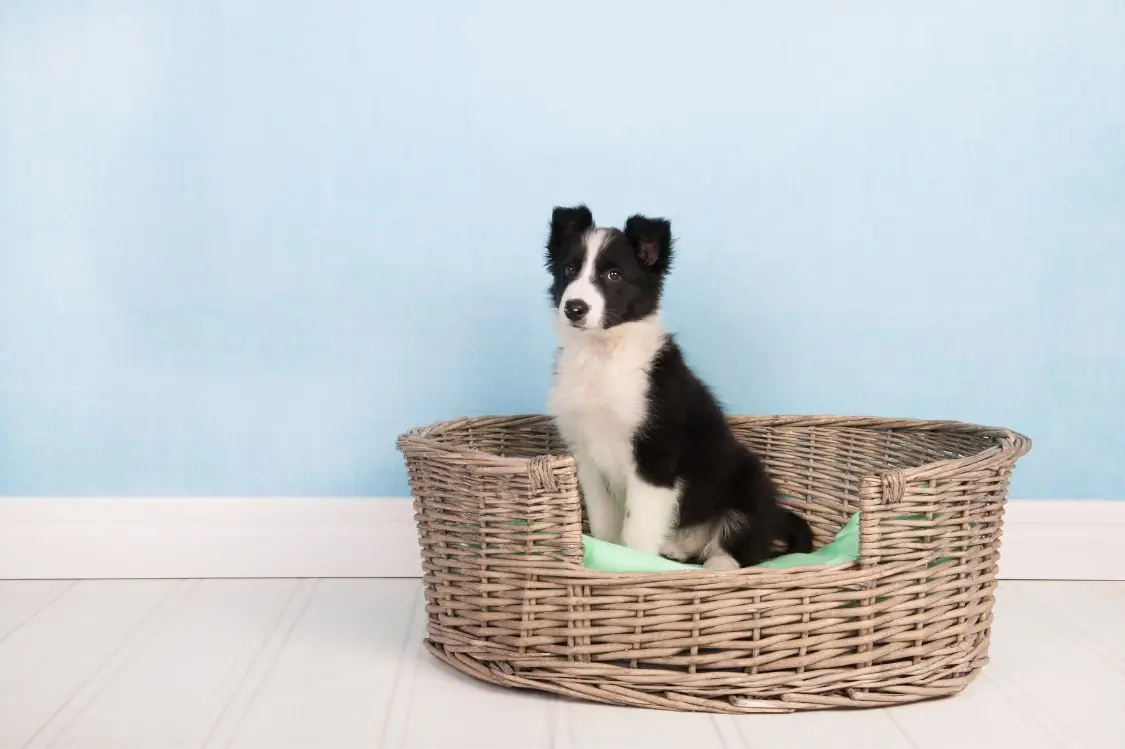 Guía sobre el cachorro de Border Collie: socialización, cuidados y alimentación
