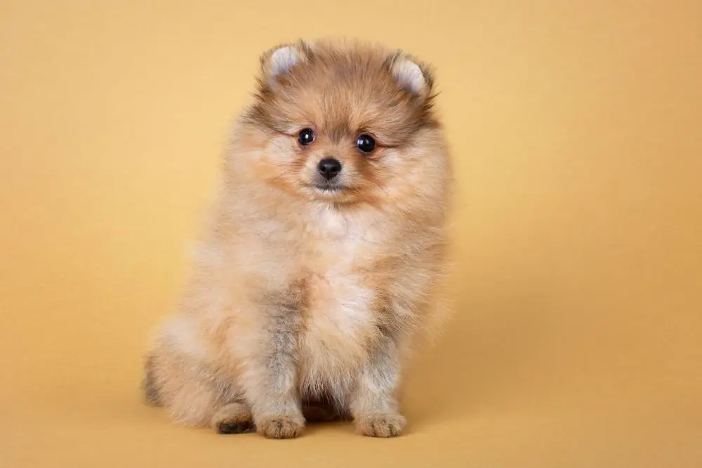 Guía sobre el cachorro de Pomerania: socialización, cuidados y alimentación