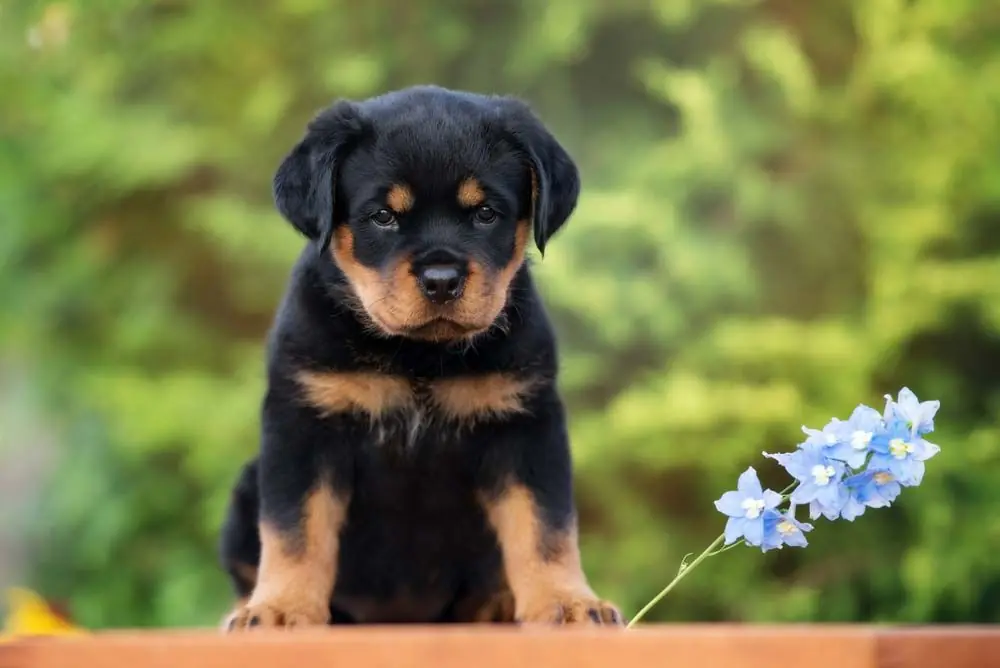 Guía sobre el cachorro de Rottweiler: socialización, cuidados y alimentación