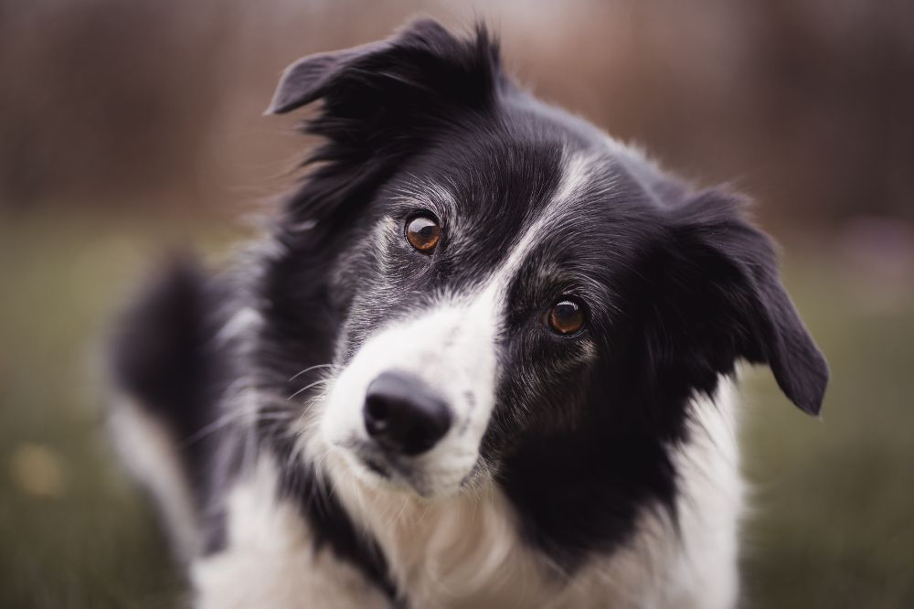 Han establecido múltiples récords en diversas disciplinas