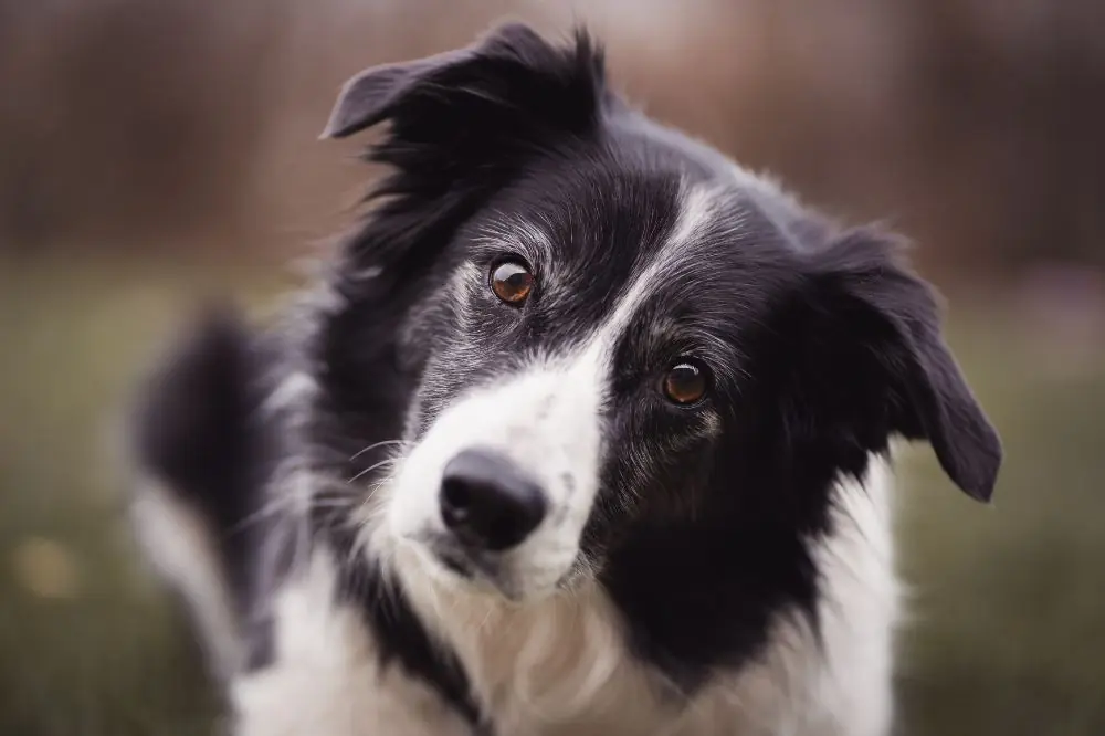 Han establecido múltiples récords en diversas disciplinas