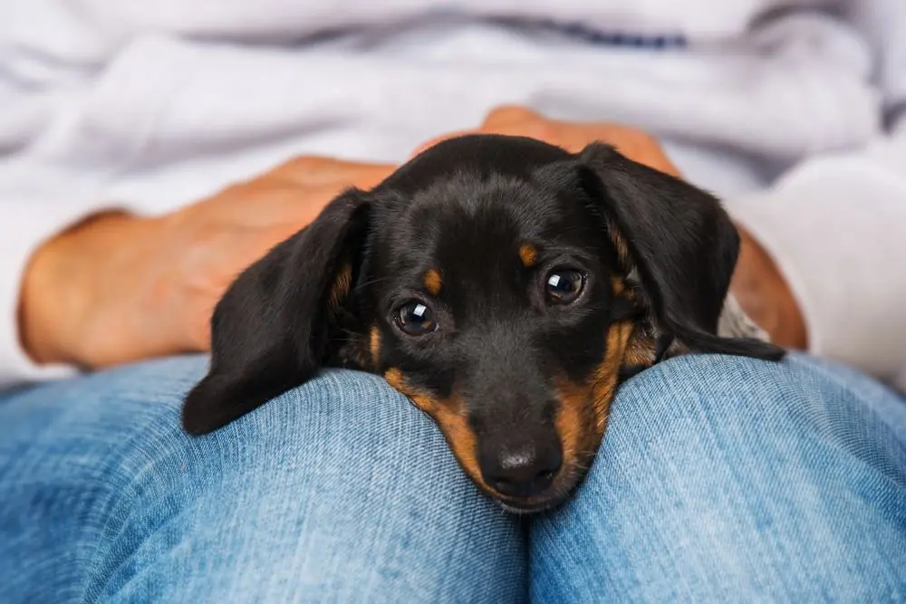 Cute,Dachshund,Puppy,Lying,On,Human,Knees