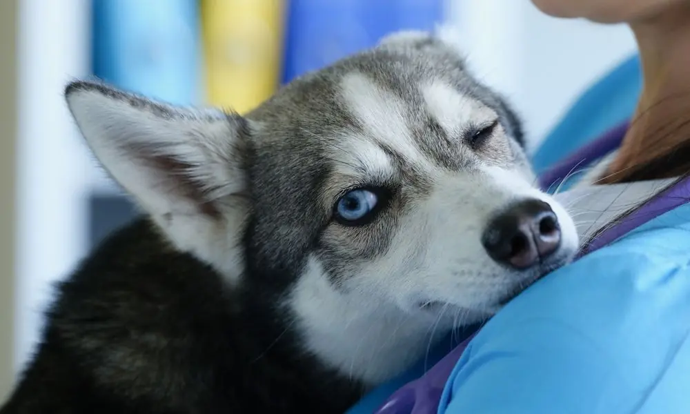 Dogs,Suffering,From,Eye,Diseases,,Dogs,Suffering,From,Cataracts,,Animals