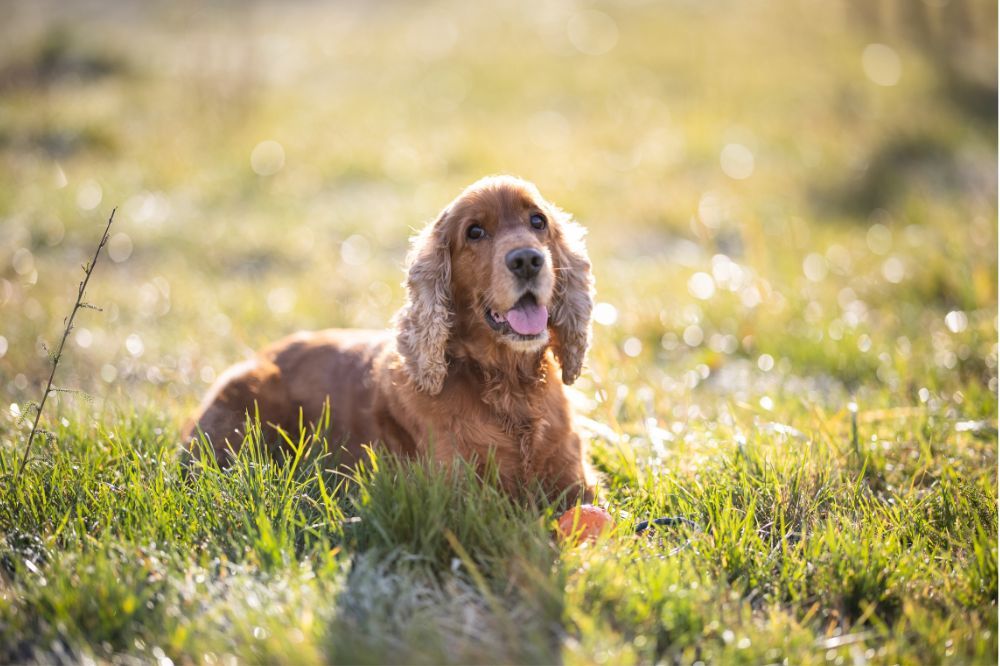 Inteligencia y entrenabilidad