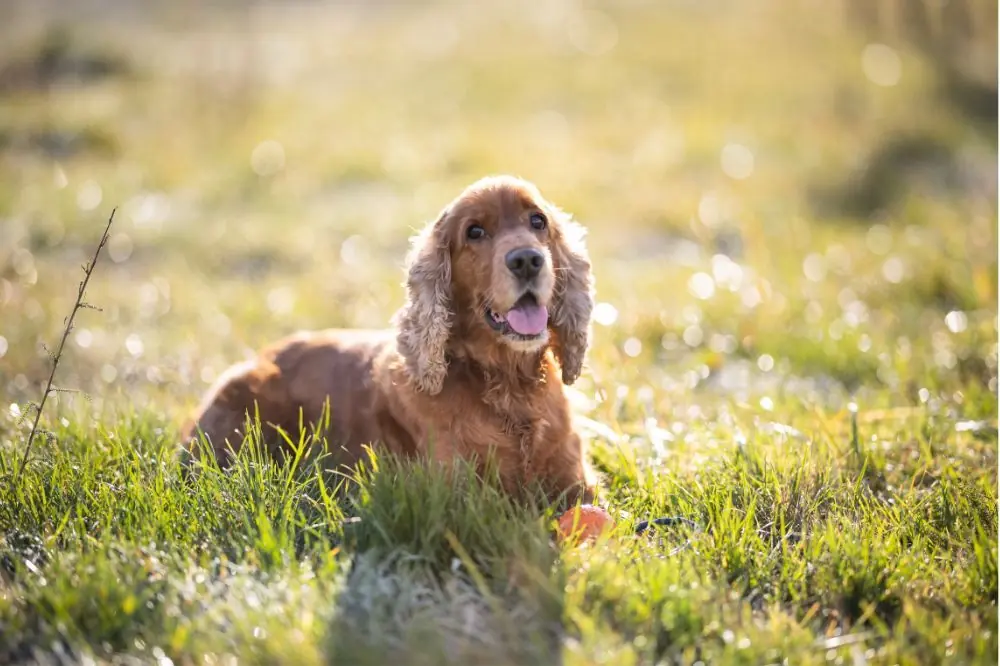 Inteligencia y entrenabilidad