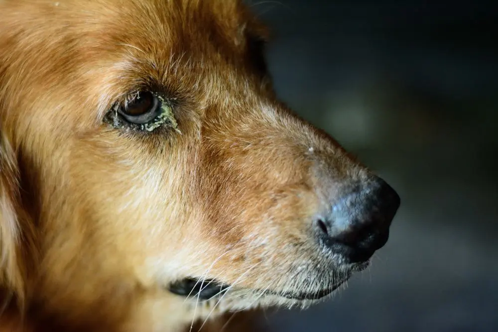 Close,Up,Dog,With,Eye,Infection ,The,Eye,Is,Damage,