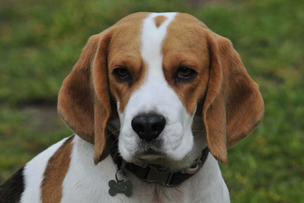 La voracidad es su debilidad