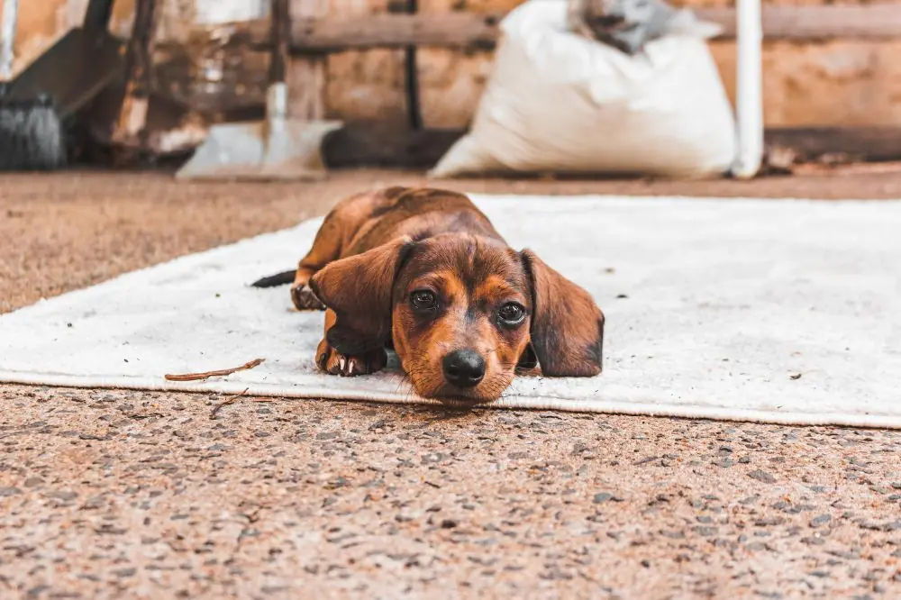 Los Dachshunds sufren de problemas de salud específicos