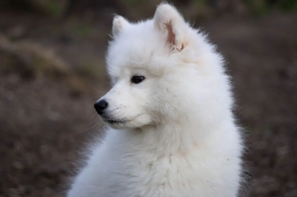 Los Samoyedos son adecuados para familias con niños pequeños