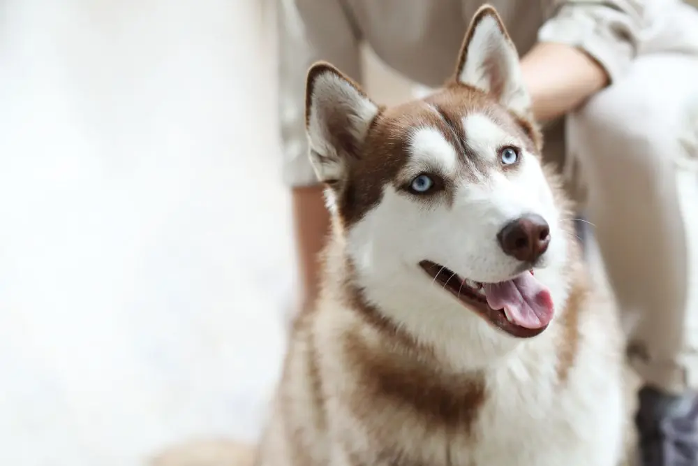 Nutrition adaptée pour le Husky