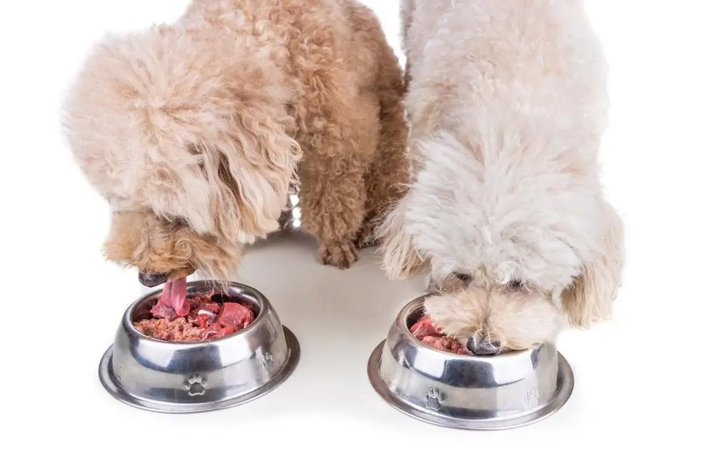 Meilleures options d'alimentation pour le Caniche
