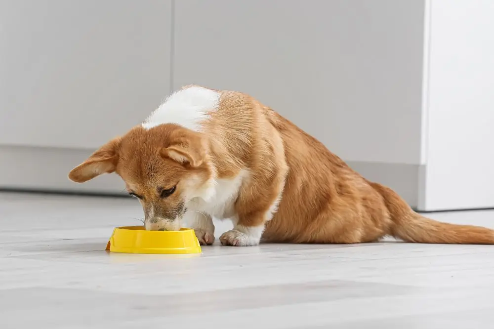 Mejor alimentación para el Corgi: Guía completa para una dieta natural y equilibrada