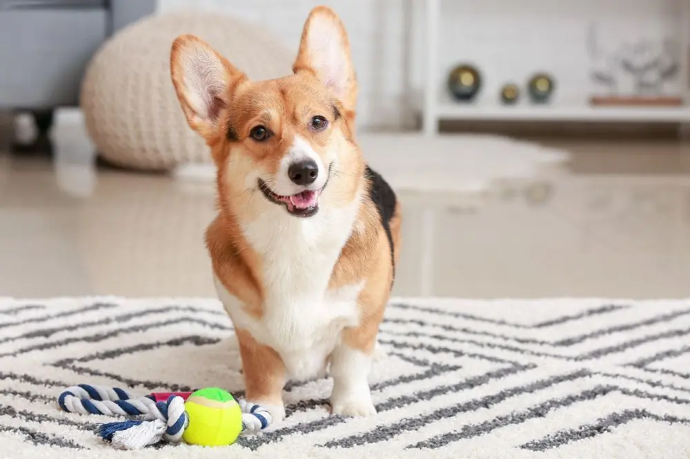 Mejores opciones de alimentacion para el Corgi