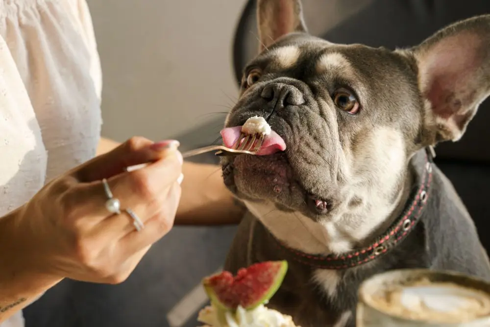 Migliore alimentazione per il Bulldog Francese