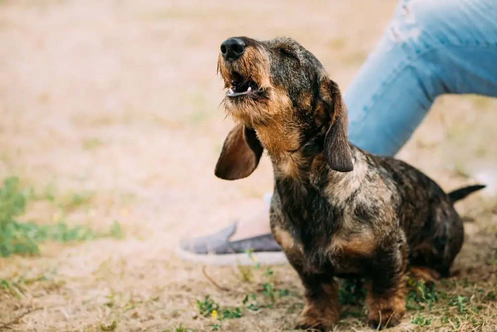 Brown,Red,Wire haired,Dachshund,Dog,Barking,Outdoor
