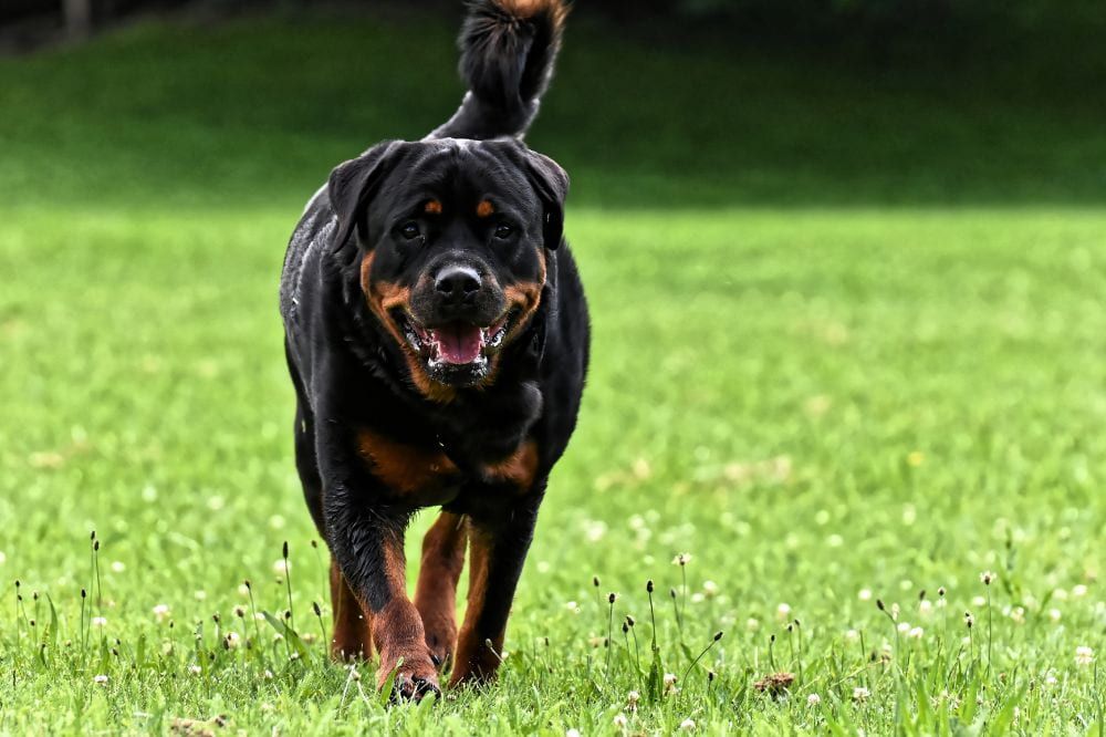 No apto para dueños novatos importancia de la socialización y Educación Temprana