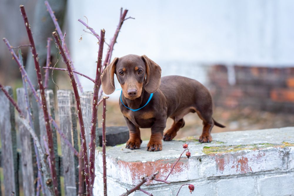 Mini,Dachshunds,Cute,Brown,Puppy