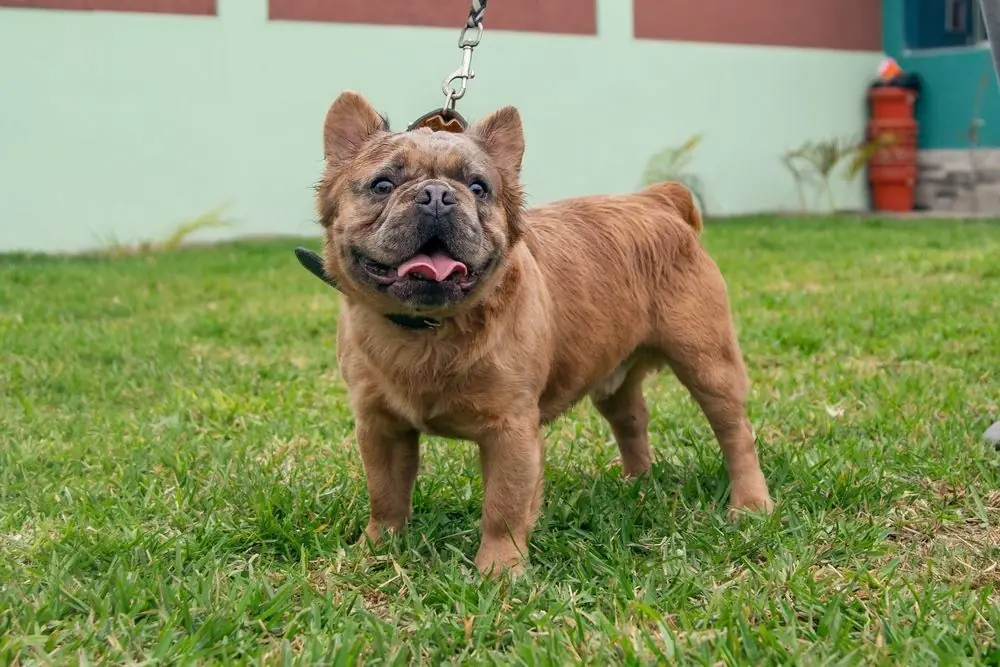 Buldog,Frances,Hermoso,De,Diferentes,Colores,Y,Con,Pelo,Largo
