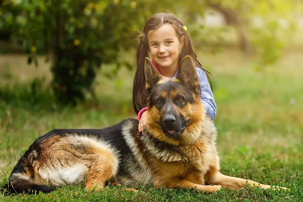Pastore tedesco carattere