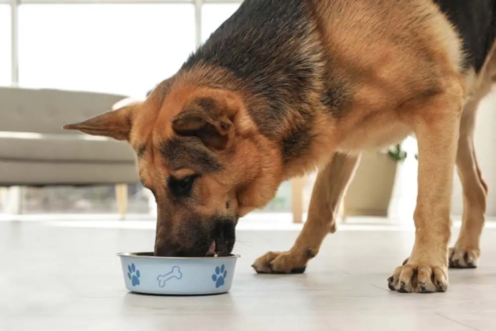 Pastore tedesco mangia