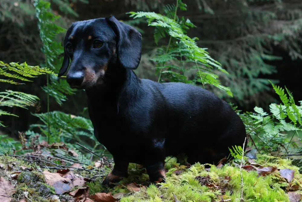 Perro salchicha explorando al aire libre.