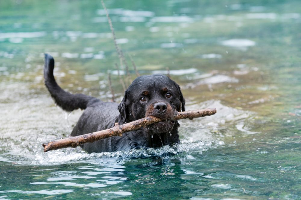 Personalidad del Rottweiler