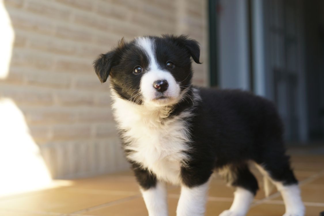 Personalidad del cachorro Border Collie