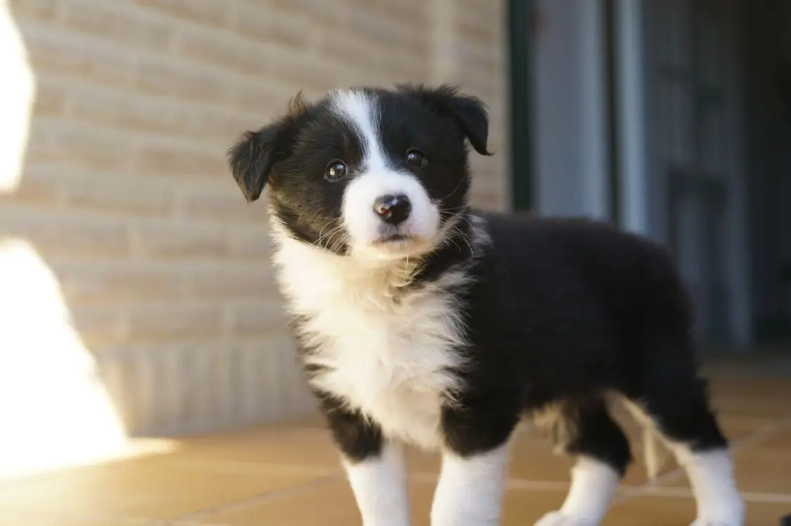 Personalidad del cachorro Border Collie