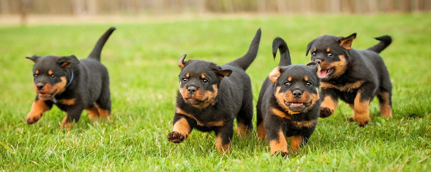 Personalidad del cachorro de Rottweiler