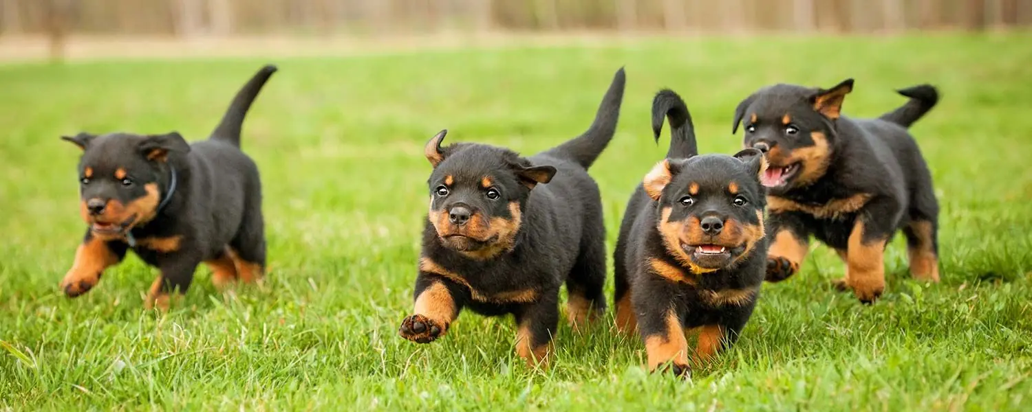 Personalidad del cachorro de Rottweiler