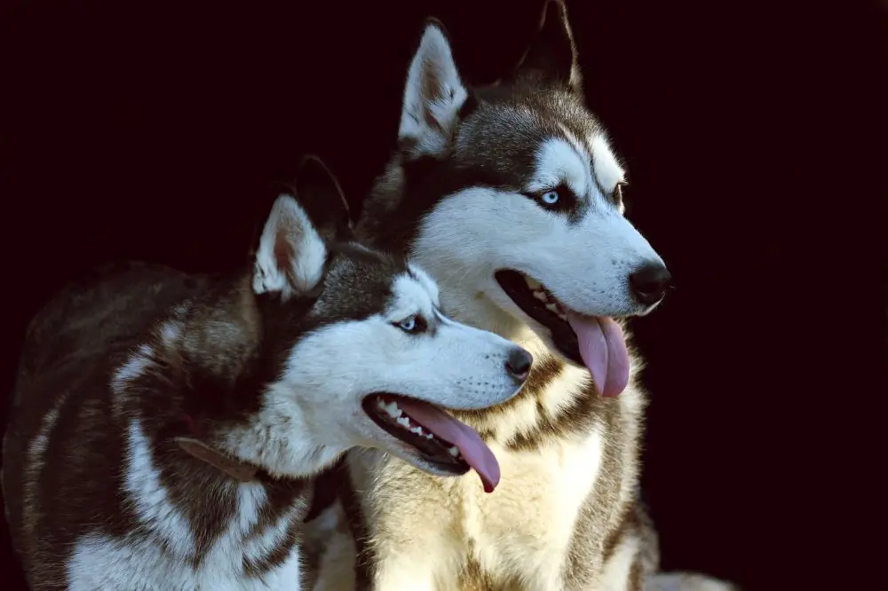 Personalità del Husky