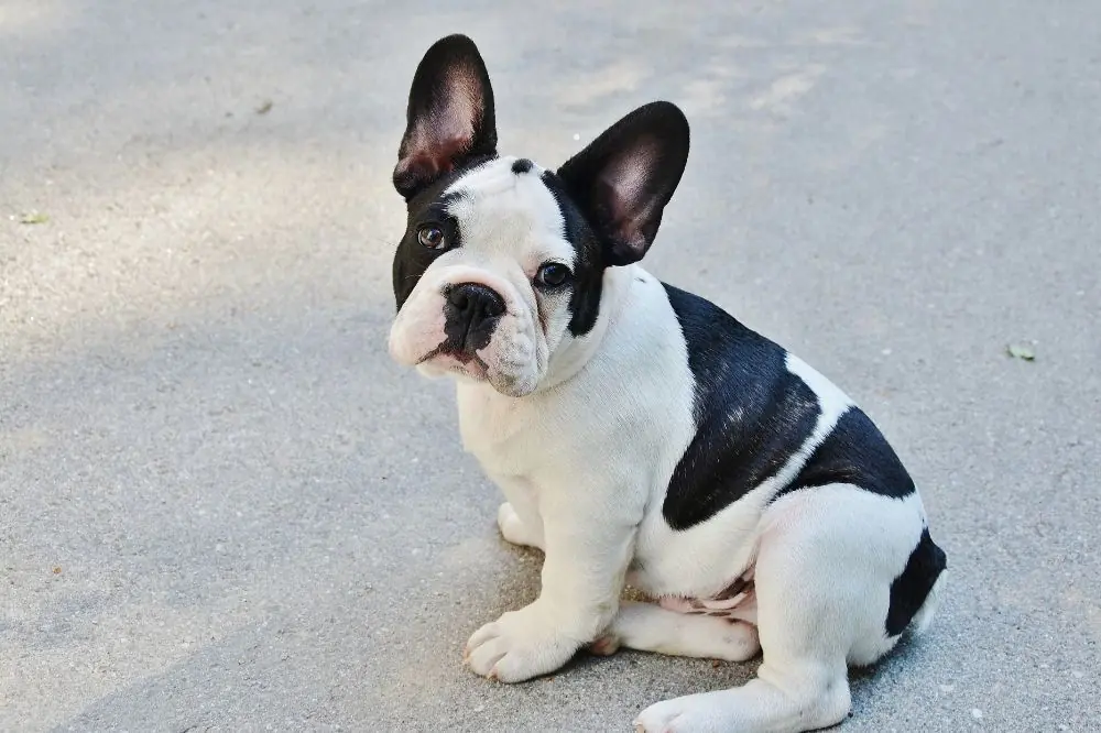 Preguntas frecuentes sobre el Bulldog Frances blanco y negro 