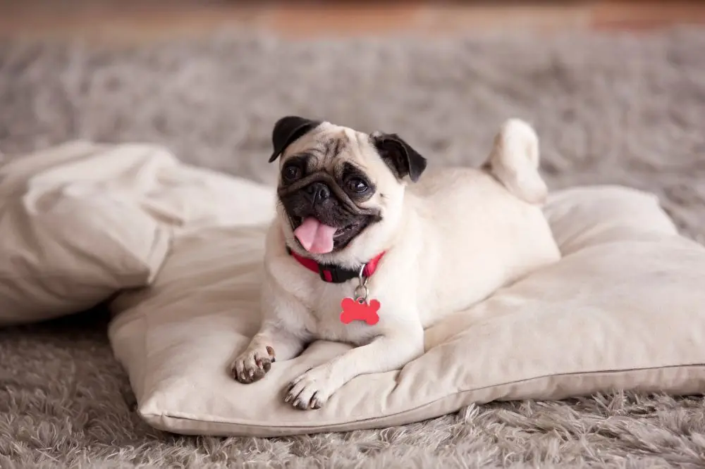 Preguntas frecuentes sobre el Pug