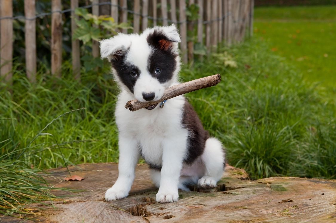 Preguntas frecuentes sobre el cachorro Border Collie