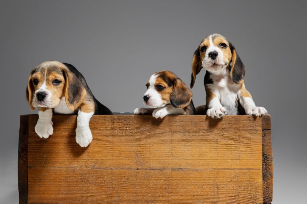 Preguntas frecuentes sobre el cachorro de Beagle