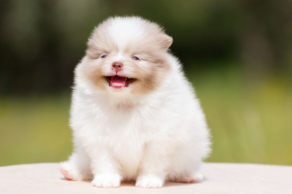 Preguntas frecuentes sobre el cachorro de Pomerania